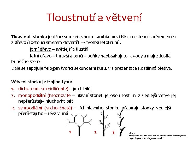 Tloustnutí a větvení Tloustnutí stonku je dáno vmezeřováním kambia mezi lýko (rostoucí směrem vně)