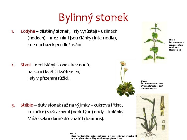 Bylinný stonek 1. 2. 3. Lodyha – olistěný stonek, listy vyrůstají v uzlinách (nodech)