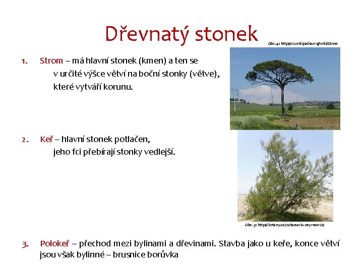 Dřevnatý stonek 1. Strom – má hlavní stonek (kmen) a ten se v určité