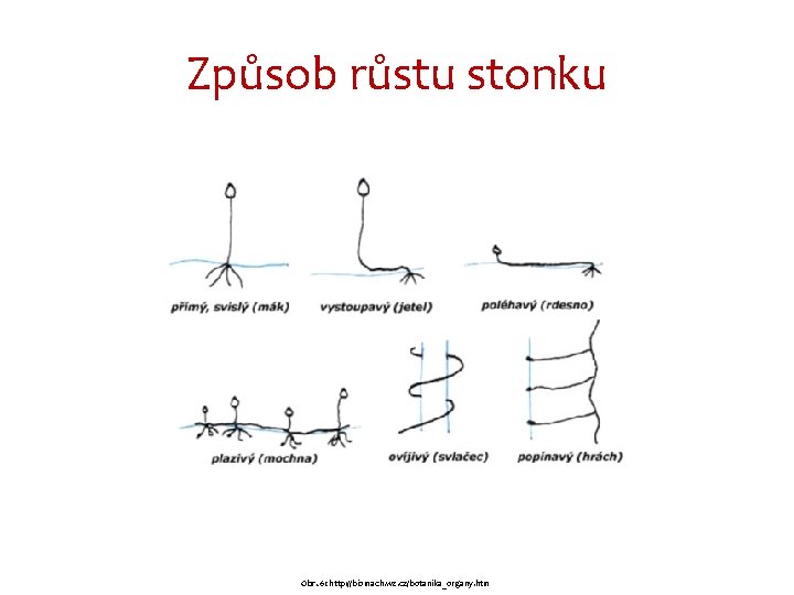 Způsob růstu stonku Obr. 6: http: //biomach. wz. cz/botanika_organy. htm 