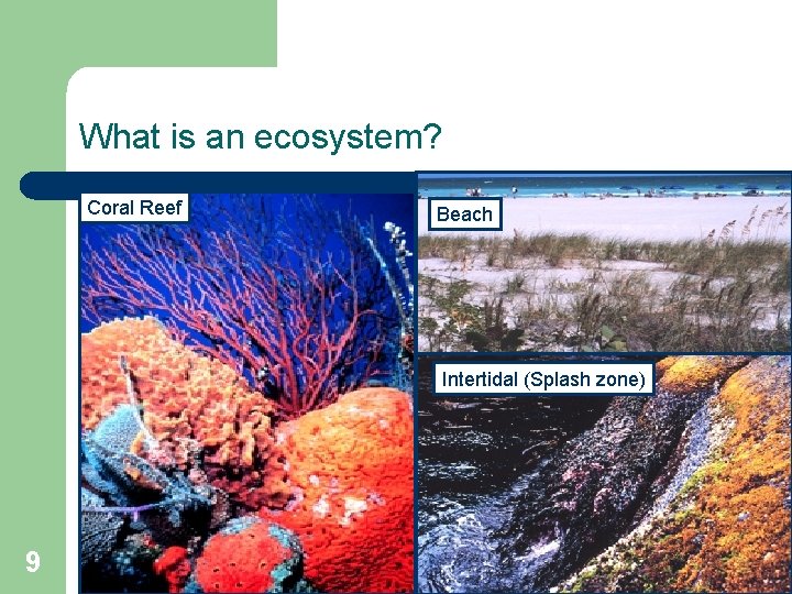 What is an ecosystem? Coral Reef l Populations Beach of different species interacting with