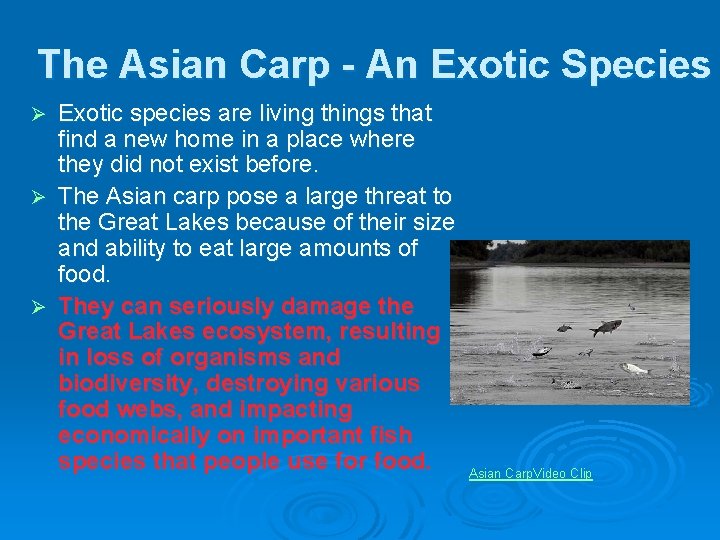 The Asian Carp - An Exotic Species Exotic species are living things that find