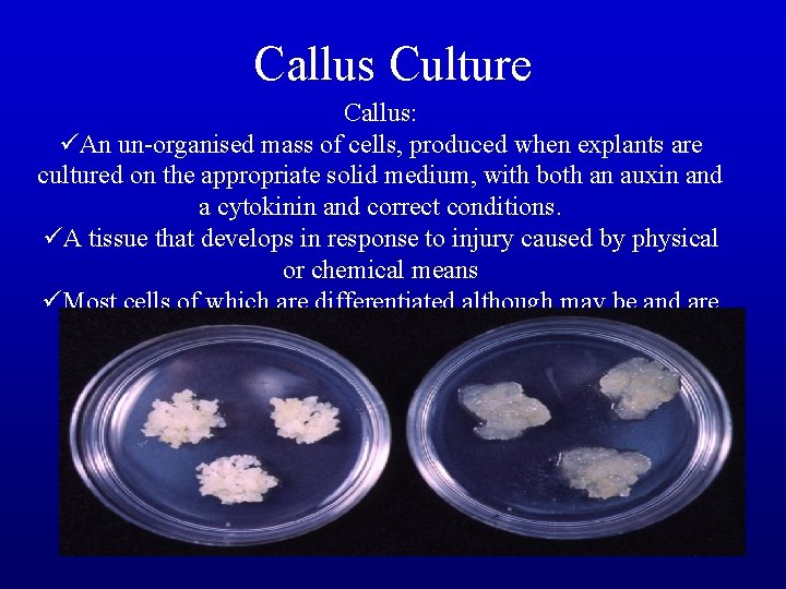 Callus Culture Callus: üAn un-organised mass of cells, produced when explants are cultured on