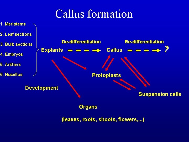 Callus formation 1. Meristems 2. Leaf sections 3. Bulb sections 4. Embryos 5. Anthers