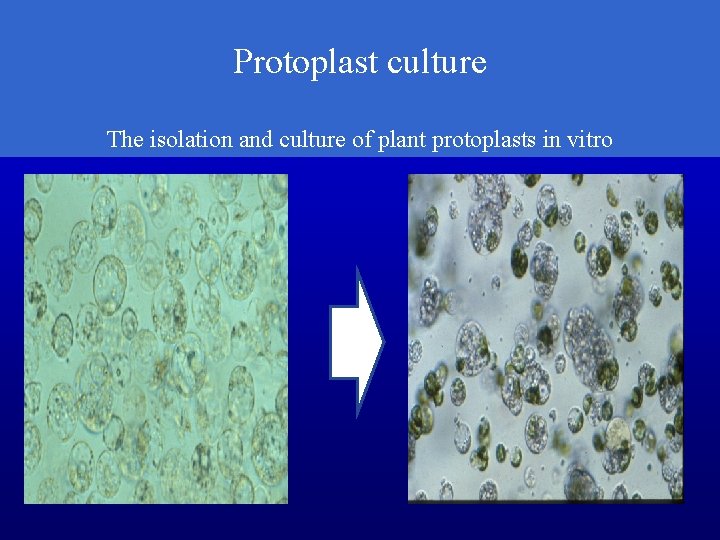 Protoplast culture The isolation and culture of plant protoplasts in vitro 