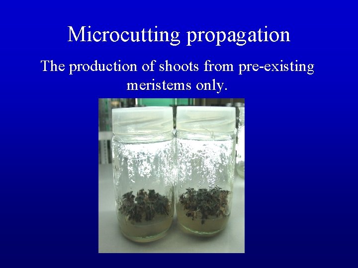 Microcutting propagation The production of shoots from pre-existing meristems only. 