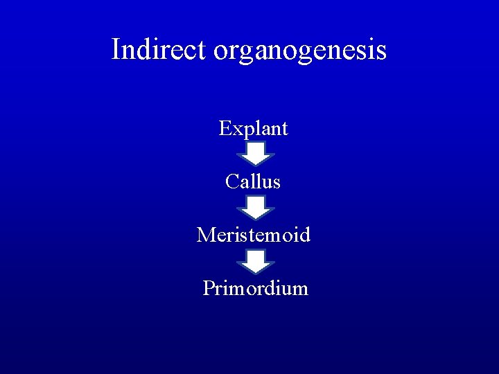 Indirect organogenesis Explant Callus Meristemoid Primordium 