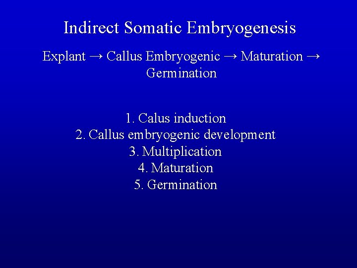 Indirect Somatic Embryogenesis Explant → Callus Embryogenic → Maturation → Germination 1. Calus induction