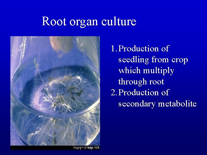 Root organ culture 1. Production of seedling from crop which multiply through root 2.