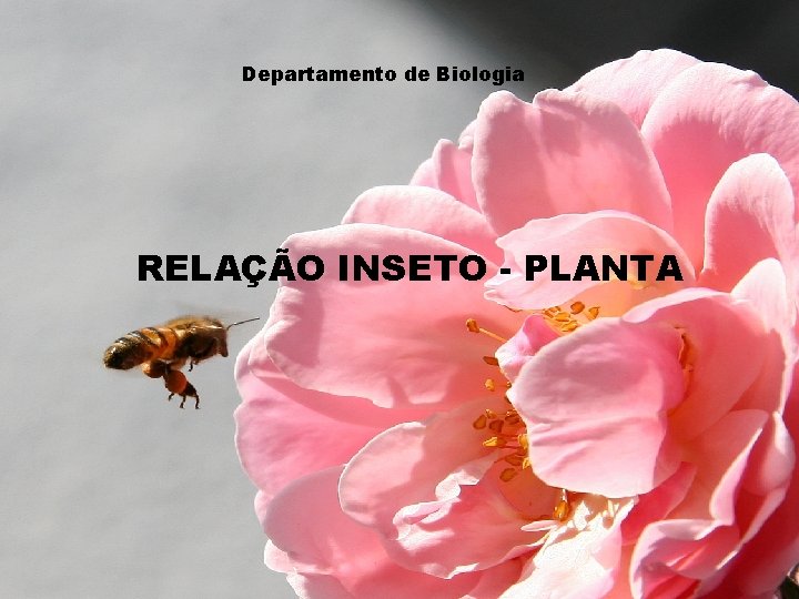 Departamento de Biologia RELAÇÃO INSETO - PLANTA 