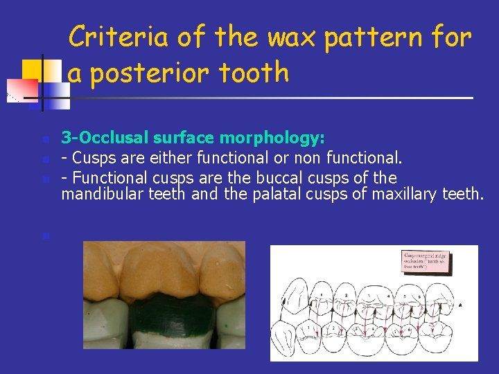 Criteria of the wax pattern for a posterior tooth n n 3 -Occlusal surface