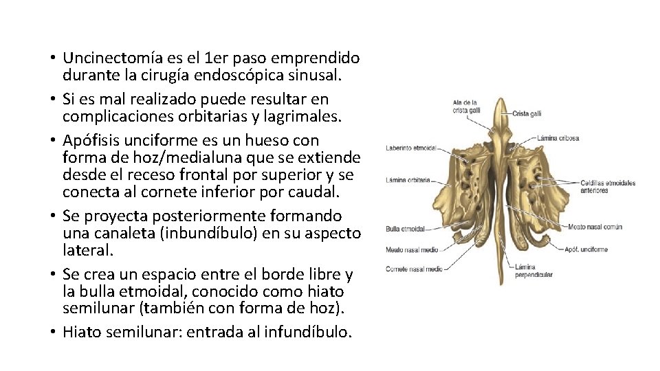  • Uncinectomía es el 1 er paso emprendido durante la cirugía endoscópica sinusal.