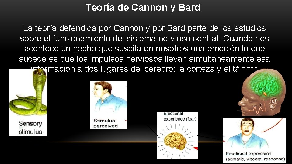 Teoría de Cannon y Bard La teoría defendida por Cannon y por Bard parte