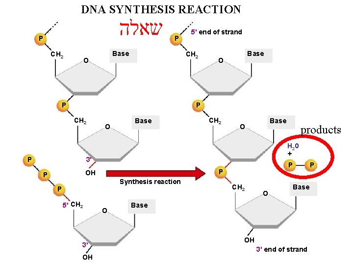 DNA SYNTHESIS REACTION שאלה P CH 2 P Base O 5' end of strand