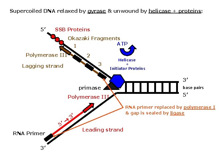 Supercoiled DNA relaxed by gyrase & unwound by helicase + proteins: 5’ SSB Proteins