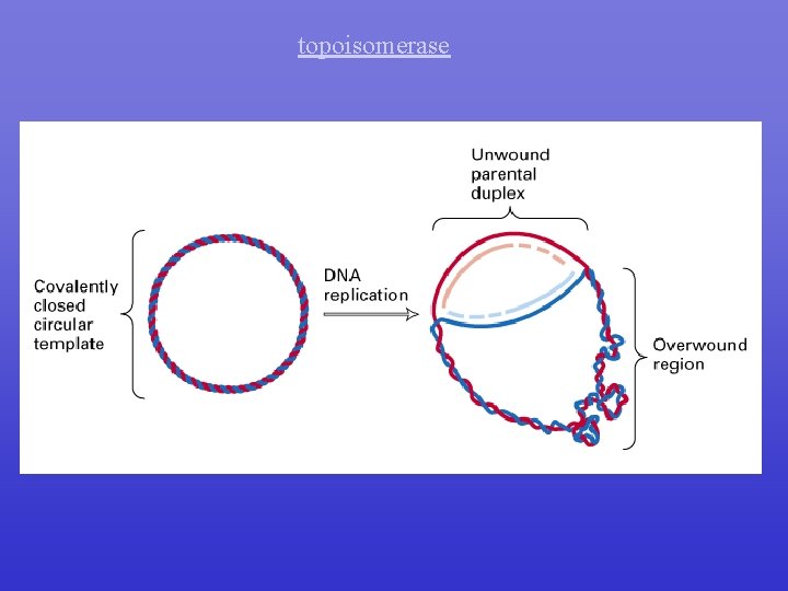 topoisomerase 