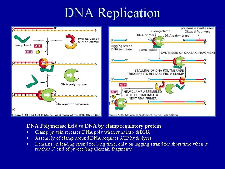 DNA Replication DNA Polymerase held to DNA by clamp regulatory protein • • •