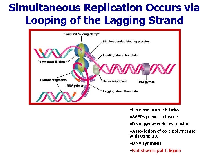 Simultaneous Replication Occurs via Looping of the Lagging Strand • Helicase unwinds helix •