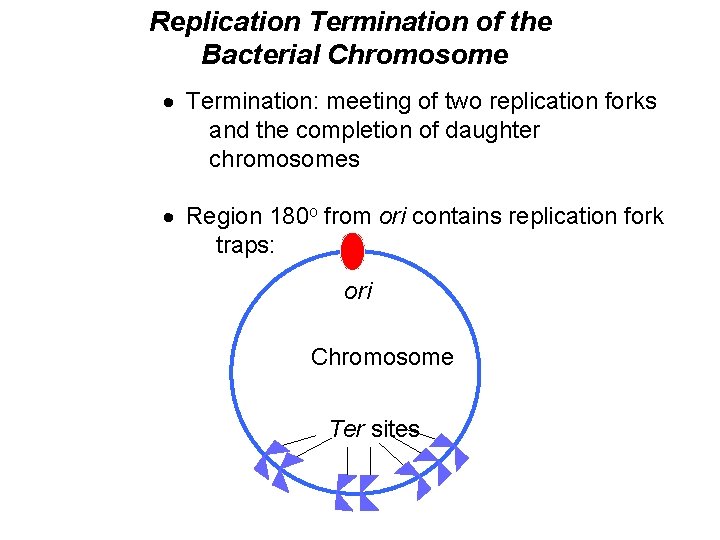 Replication Termination of the Bacterial Chromosome · Termination: meeting of two replication forks and