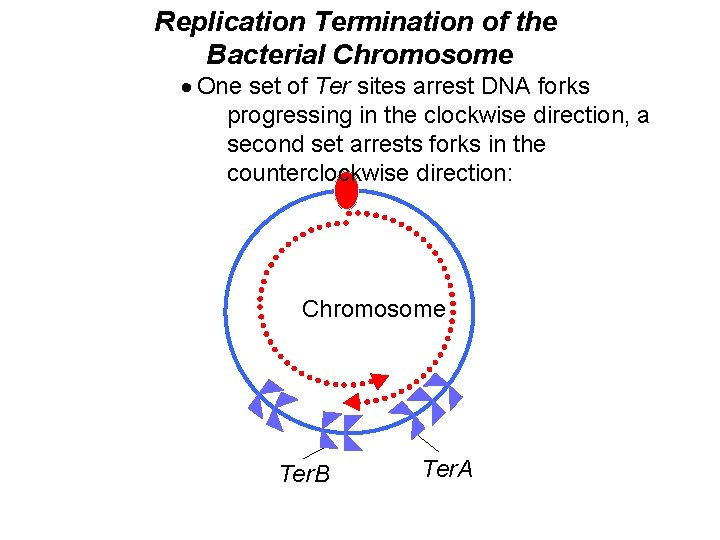 Replication Termination of the Bacterial Chromosome · One set of Ter sites arrest DNA