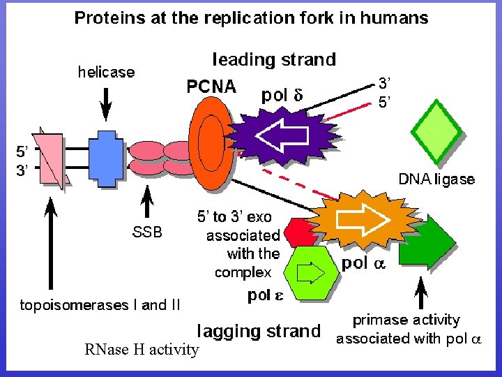 RNase H activity 