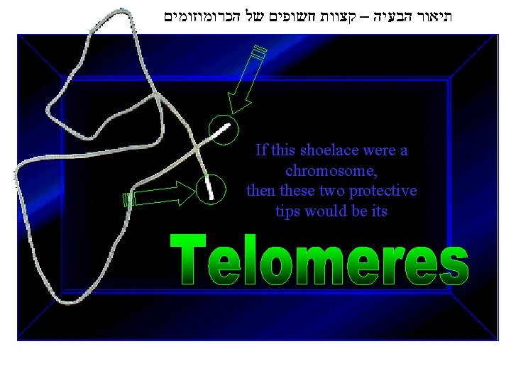  תיאור הבעיה – קצוות חשופים של הכרומוזומים If this shoelace were a chromosome,