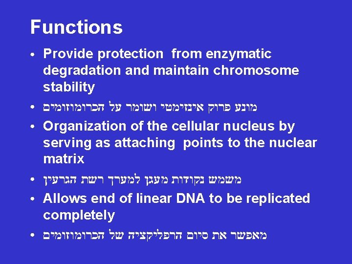 Functions ● ● ● Provide protection from enzymatic degradation and maintain chromosome stability מונע