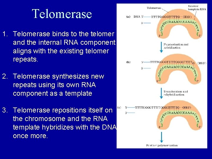 Telomerase 1. Telomerase binds to the telomer and the internal RNA component aligns with