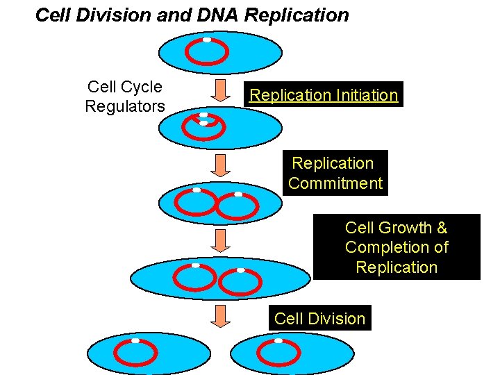 Cell Division and DNA Replication Cell Cycle Regulators Replication Initiation Replication Commitment Cell Growth