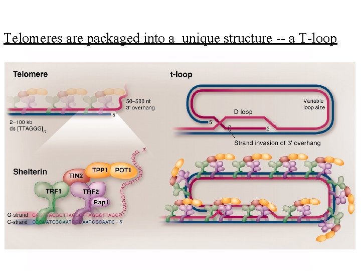 Telomeres are packaged into a unique structure -- a T-loop 