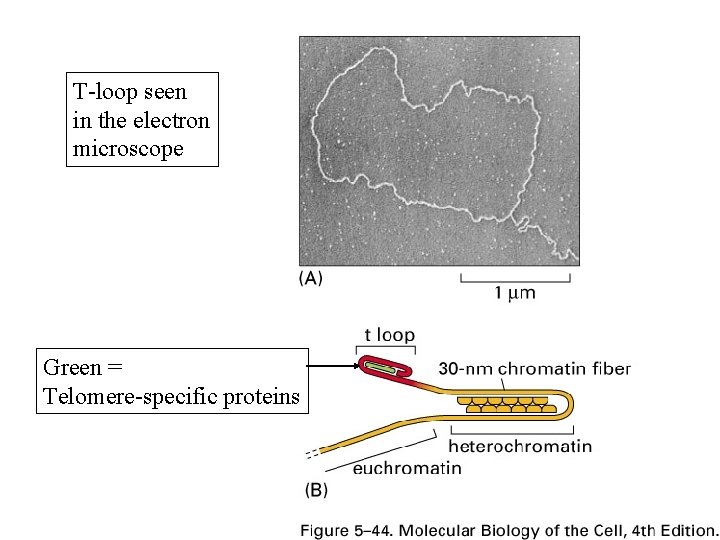 T-loop seen in the electron microscope Green = Telomere-specific proteins 