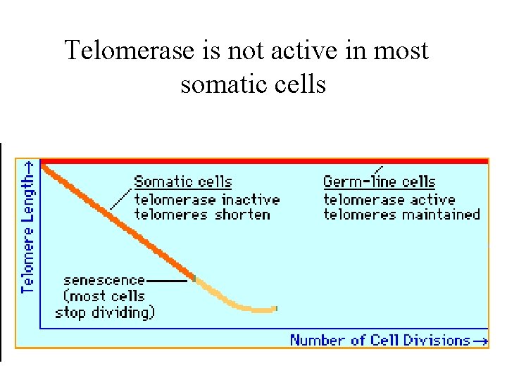 Telomerase is not active in most somatic cells 