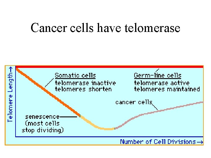 Cancer cells have telomerase 