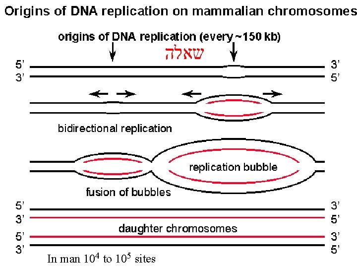  שאלה In man 104 to 105 sites 