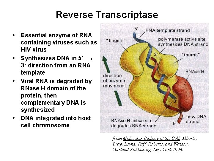 Reverse Transcriptase • Essential enzyme of RNA containing viruses such as HIV virus •