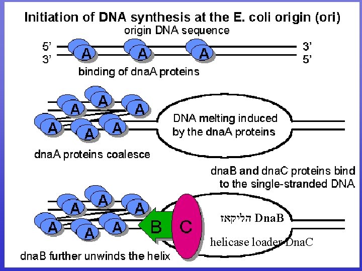  הליקאז Dna. B helicase loader Dna. C 