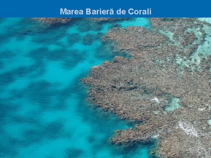 Marea Barieră de Corali 
