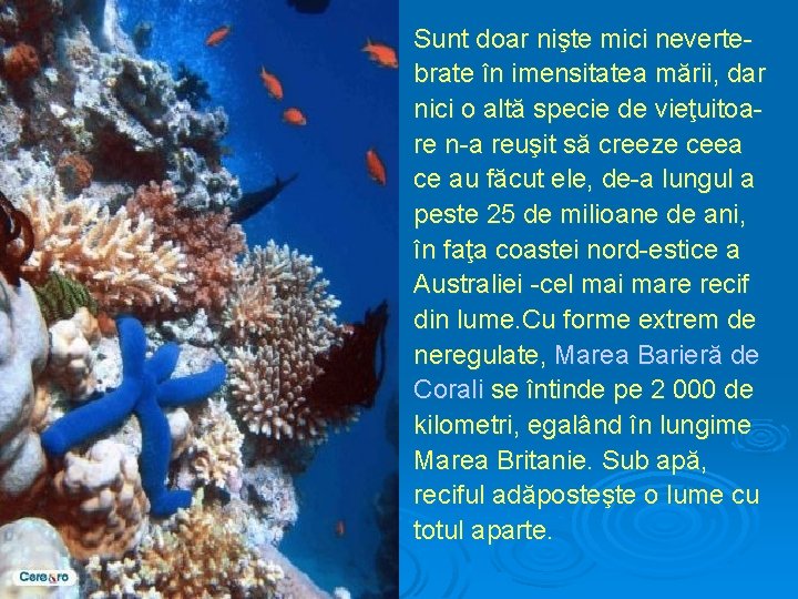 Sunt doar nişte mici nevertebrate în imensitatea mării, dar nici o altă specie de