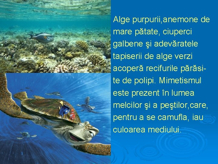 Alge purpurii, anemone de mare pătate, ciuperci galbene şi adevăratele tapiserii de alge verzi