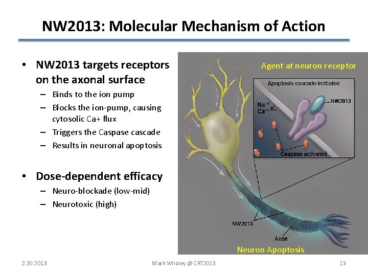 NW 2013: Molecular Mechanism of Action • NW 2013 targets receptors on the axonal