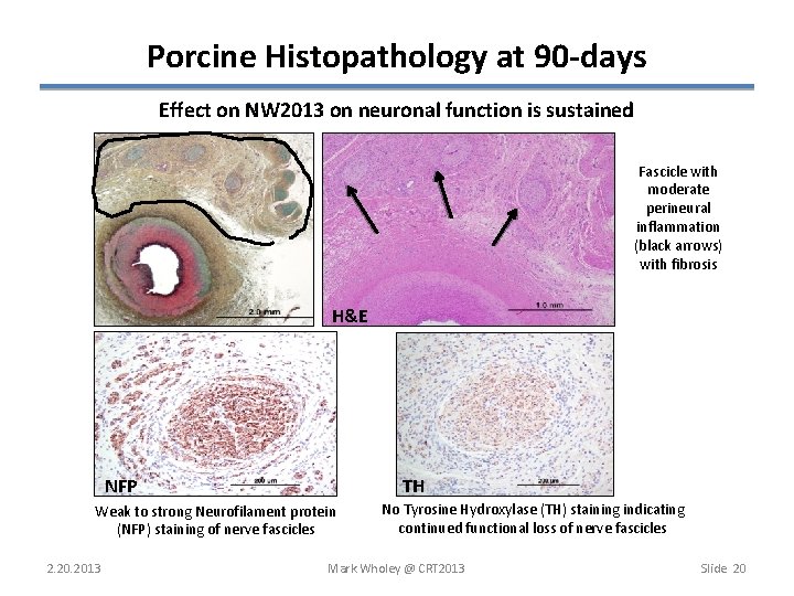 Porcine Histopathology at 90 -days Effect on NW 2013 on neuronal function is sustained