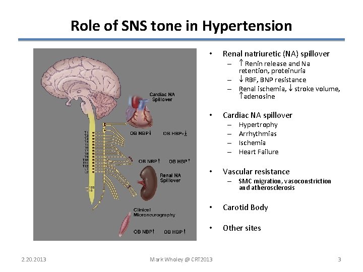 Role of SNS tone in Hypertension • Renal natriuretic (NA) spillover • Cardiac NA