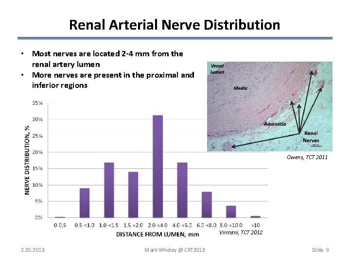Renal Arterial Nerve Distribution • Most nerves are located 2 -4 mm from the