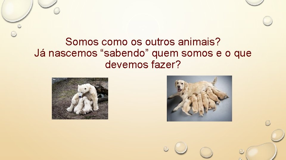 Somos como os outros animais? Já nascemos “sabendo” quem somos e o que devemos