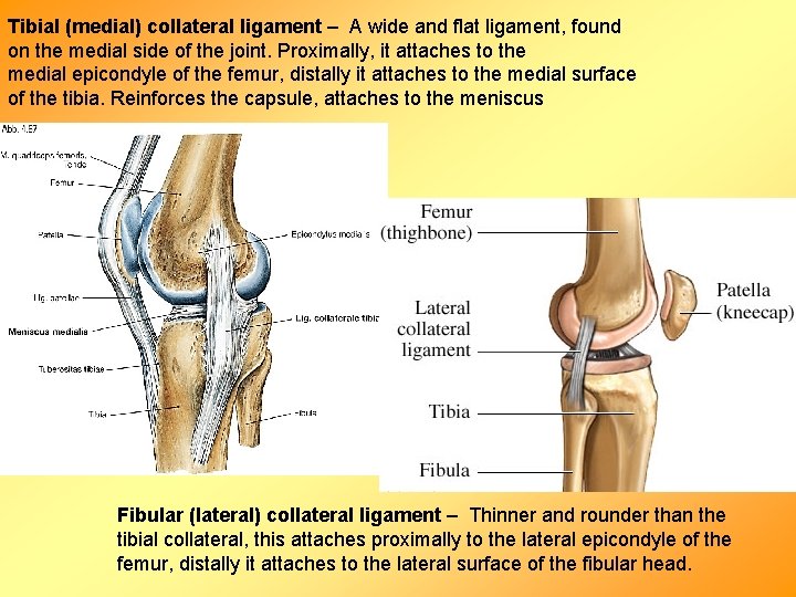 Tibial (medial) collateral ligament – A wide and flat ligament, found on the medial