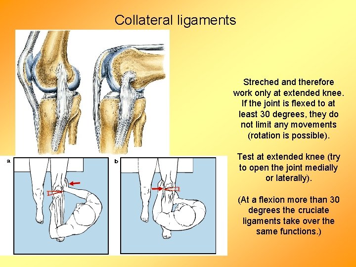 Collateral ligaments Streched and therefore work only at extended knee. If the joint is