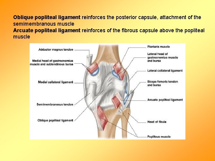 Oblique popliteal ligament reinforces the posterior capsule, attachment of the semimembranous muscle Arcuate popliteal