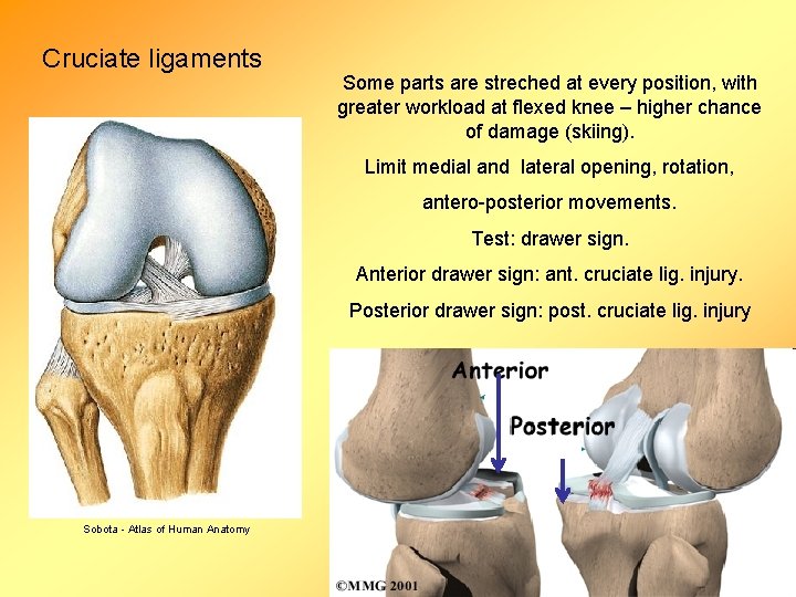 Cruciate ligaments Some parts are streched at every position, with greater workload at flexed