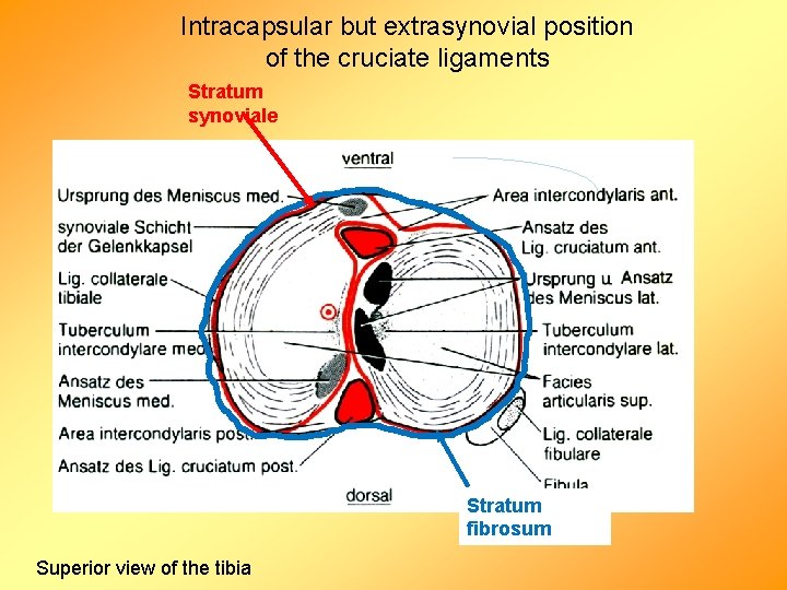 Intracapsular but extrasynovial position of the cruciate ligaments Stratum synoviale Stratum fibrosum Superior view