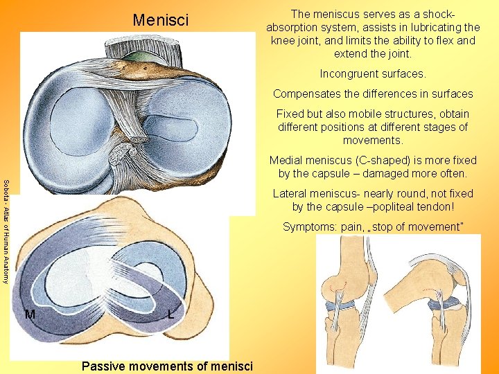 Menisci The meniscus serves as a shockabsorption system, assists in lubricating the knee joint,